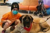 young boy with a surgical mask, petting a large dog (looks like a mastiff)