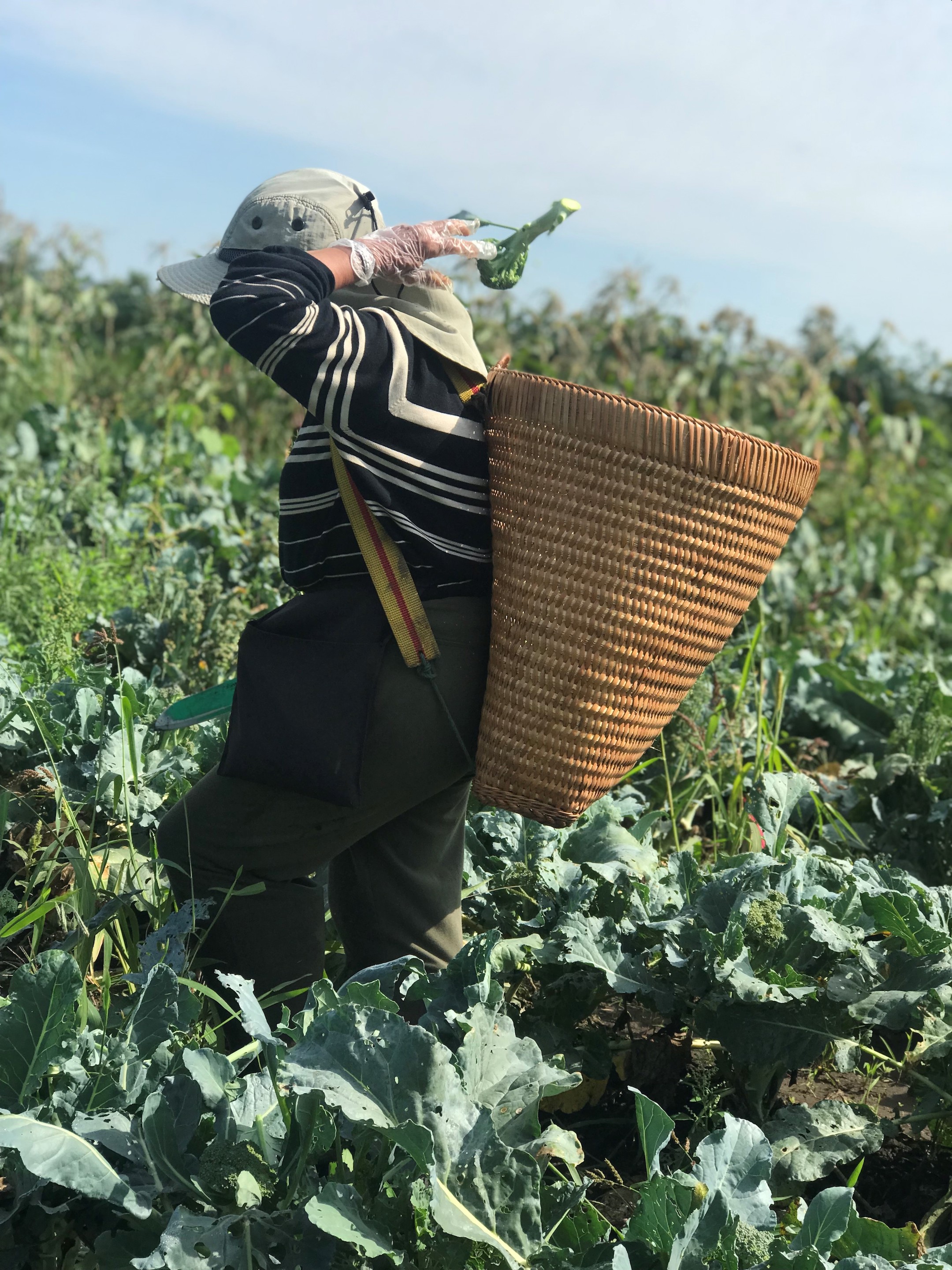 Through its Veggie Rx program, HAFA delivers traditional, fresh Hmong produce throughout the community, especially to groups working with children.